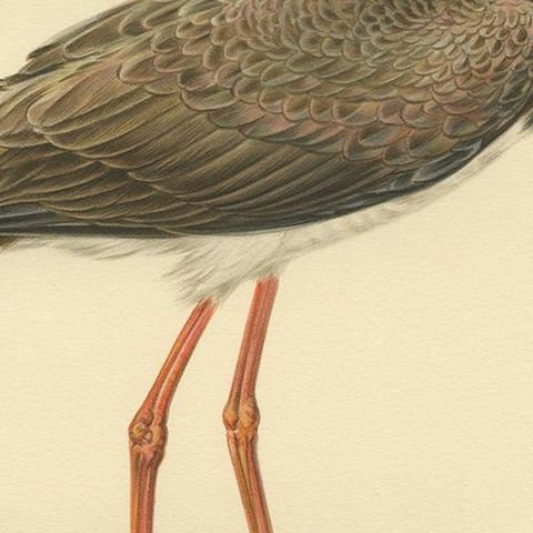 Antique Bird Print of the Black Stork by Von Wright '1929', close-up 2