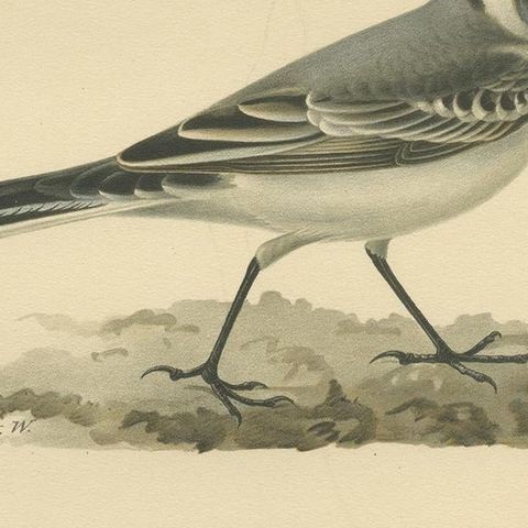 Antique Bird Print of The White Wagtail by Von Wright, 1927, close-up 2