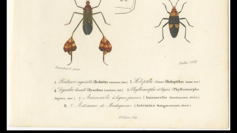 Antique Dragonfly Prints, Neuropteres Plates 3 & 6, Copper Engravings, ca.1800, close-up 6
