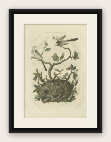 Antique Hand-Coloured Bird Print of the Long-Tailed-Tit by Sepp & Nozeman, 1770, shown framed