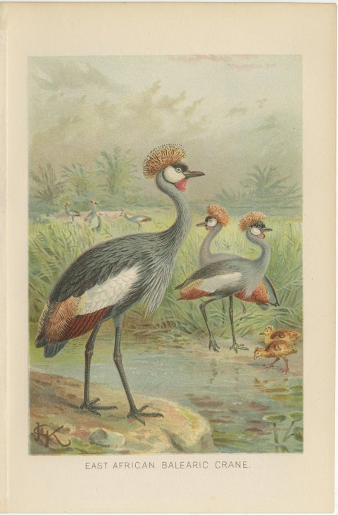 Antique Bird Prints Set Crane & Heron Tropical Birds Chromolithographs c.1895, view 3