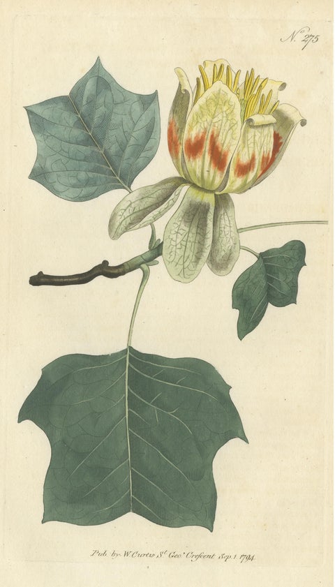 Antique Botany Print of Liriodendron Tulipifera or Common Tulip Tree, view 3