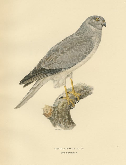 Antique Bird Print of the Hen Harrier by Von Wright '1929', view 4