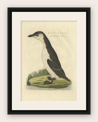 Antique Bird Print of a Young Puffin by Sepp & Nozeman, 1829, shown framed