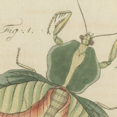 Walking Leaf and Chinese Lantern Fly, Antique Bertuch Print, Vienna, circa 1805, close-up 5