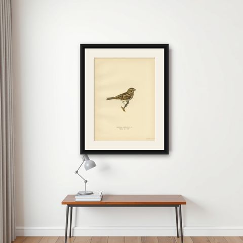 Antique Bird Print of the Common Reed Bunting by Von Wright, 1927, shown framed on a wall
