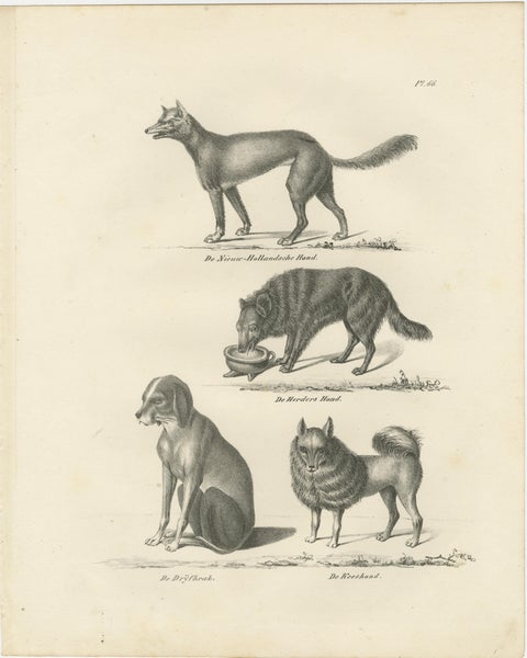 19th-Century Lithograph of Wild and Domestic Dogs, Including the Dingo and Spitz, view 2