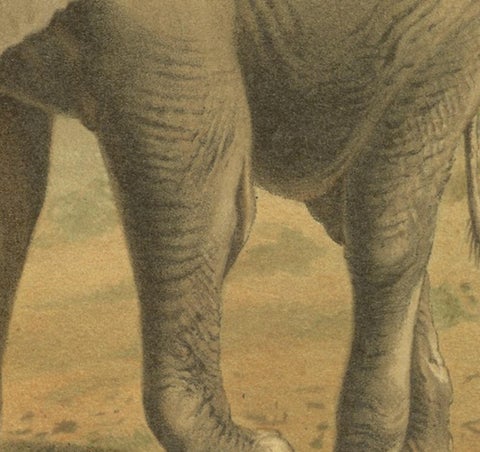 African Elephant, Antique Wildlife Chromolithograph, Royal Natural History 1894, view 4