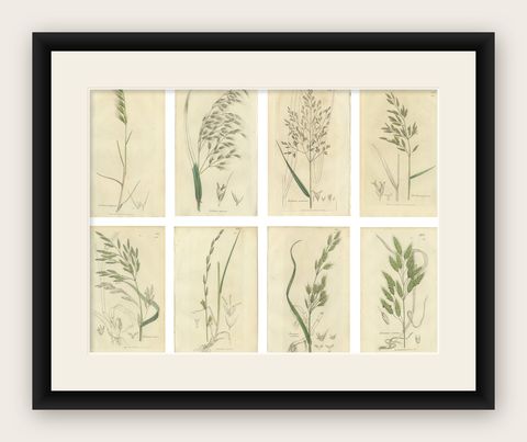 Set of 8 Antique Botanical Engravings of Festuca & Brome Grasses, c.1830, shown framed
