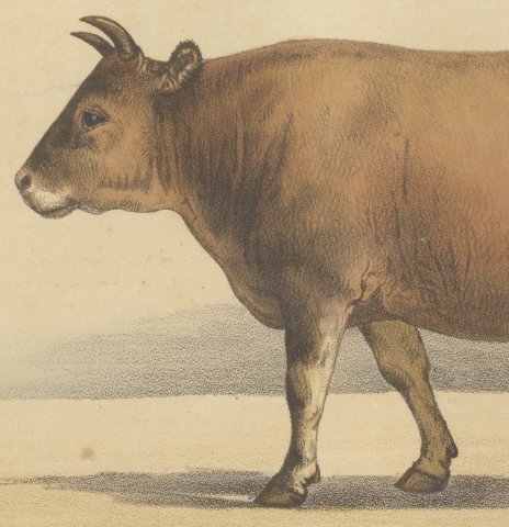 Algerian Cow, North African Cattle Chromolithograph by Olivier de Penne, 1863, close-up 2
