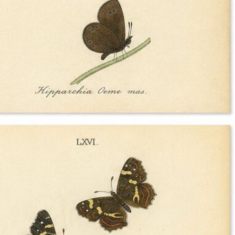 Cabinet-Size Butterfly Engravings with Jewel-Tone Species, Set of 6, 1835, close-up 2