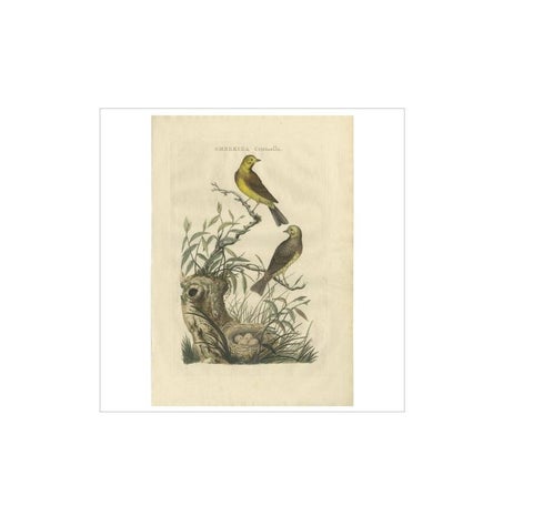 Antique Bird Print of the Yellowhammer by Sepp & Nozeman, 1789, view 2