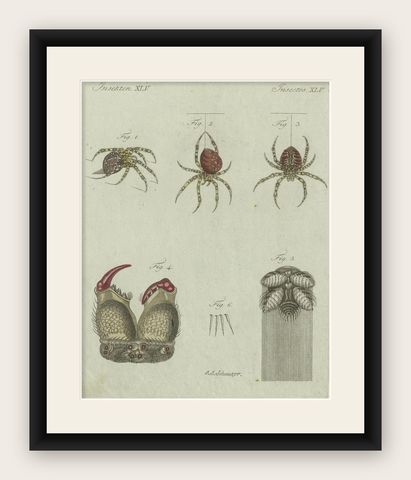 European Garden Spider Anatomy: Hand-Colored Engraving from Bertuch, 1798, shown framed