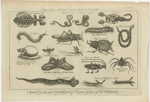 The Wonders of Nature: Exquisite 18th Century Engravings of Reptiles and Insects, view 2