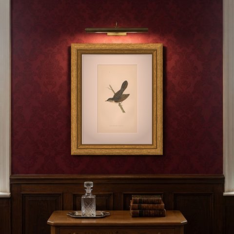Grasshopper Warbler with Spread Wings on a Twig, Morris Print, 1896, shown framed on a wall