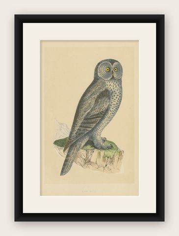 Antique Bird Print of a Lap Owl, shown framed