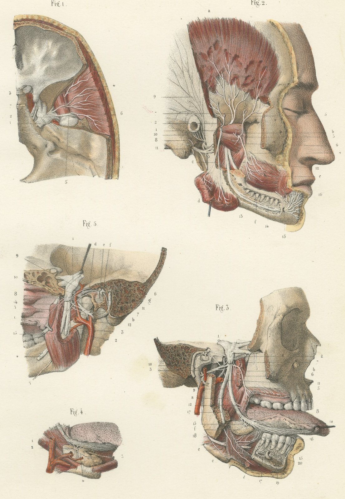 Nerves of the Jaw and Infratemporal Region, Hirschfeld Anatomy Print, 1866