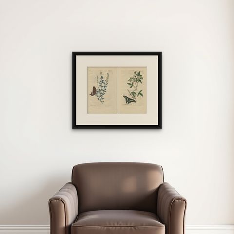 Exotic Botanicals and Rare Butterflies, Hand-Colored Dutch Prints from 1775, shown framed on a wall