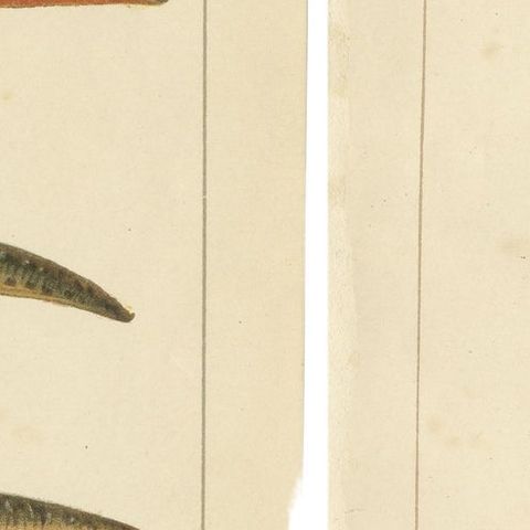 Set of 2 Antique Prints of Various Reptiles, close-up 1