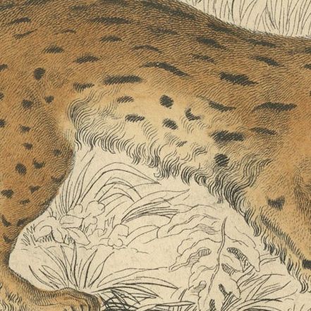 Hand-Colored Print of the Javan Leopard from Jardine's Natural History, 1860, close-up 6