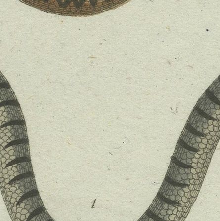 Venom & Vibrance: A Study of European Vipers & North American Copperheads, 1780, close-up 4