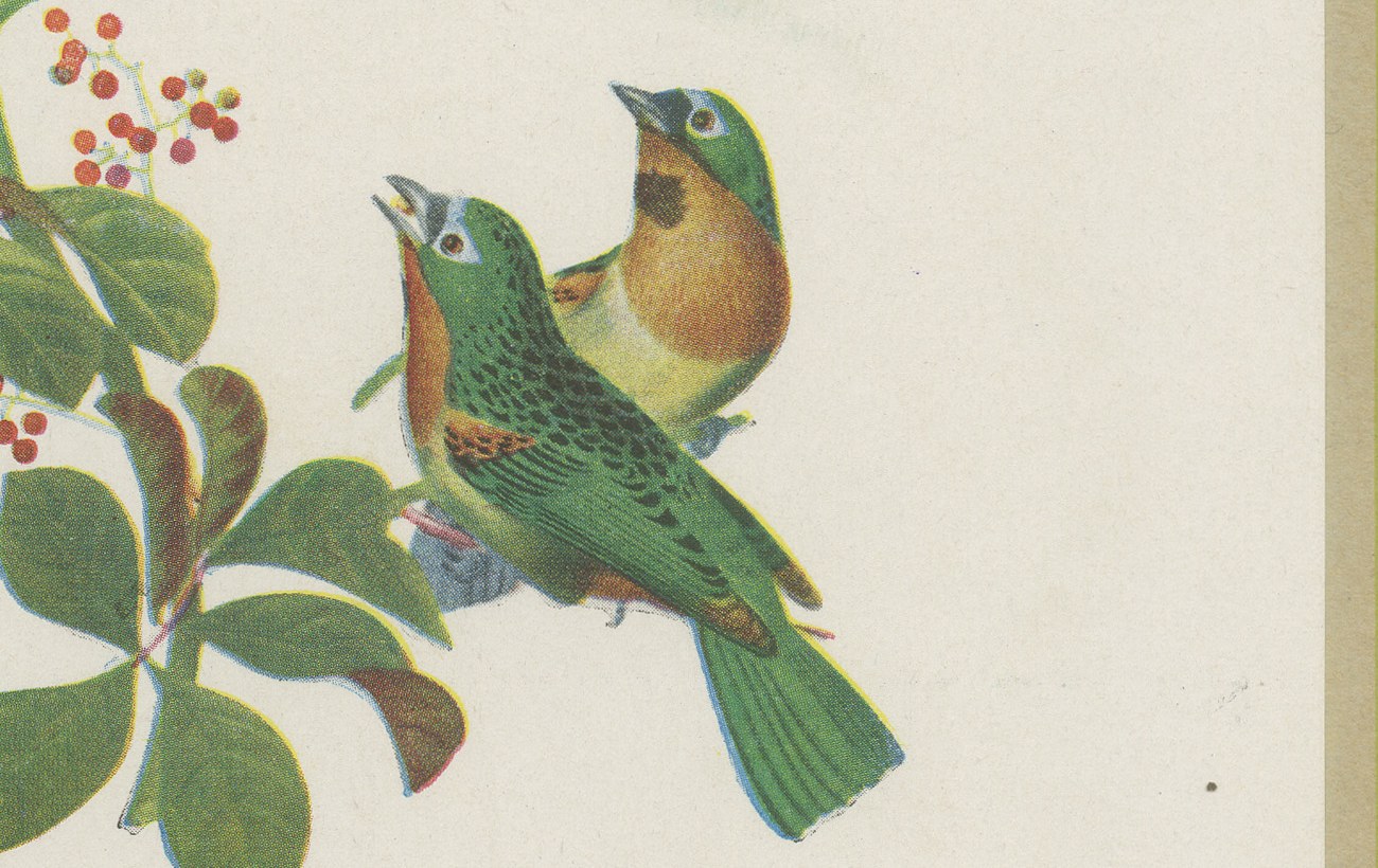 Tanagers, Honeycreepers and Berries, Brazilian Bird Print, Descourtilz, 1944, view 5