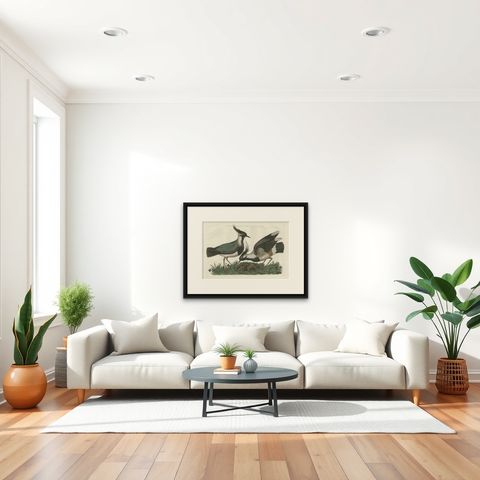 Northern Lapwing Print, Tringa Vanellus Vulgaris by Nozeman and Sepp, 1770, shown framed in a room