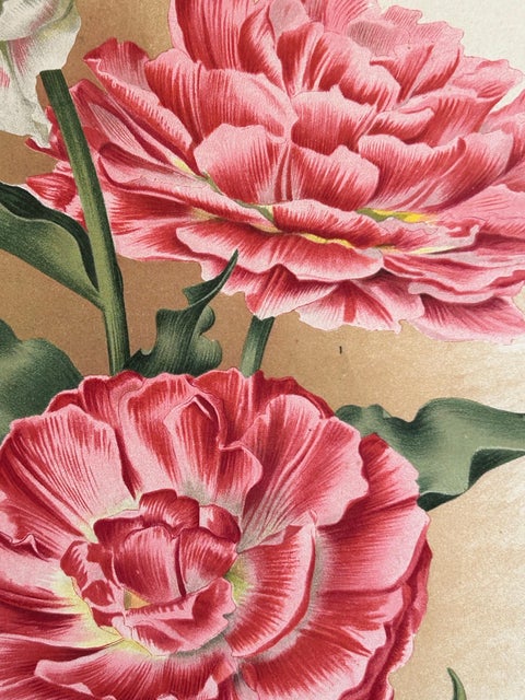Charles Dickens & Obelisque Hyacinths, Set of Two Florilegium Prints c.1900, view 5