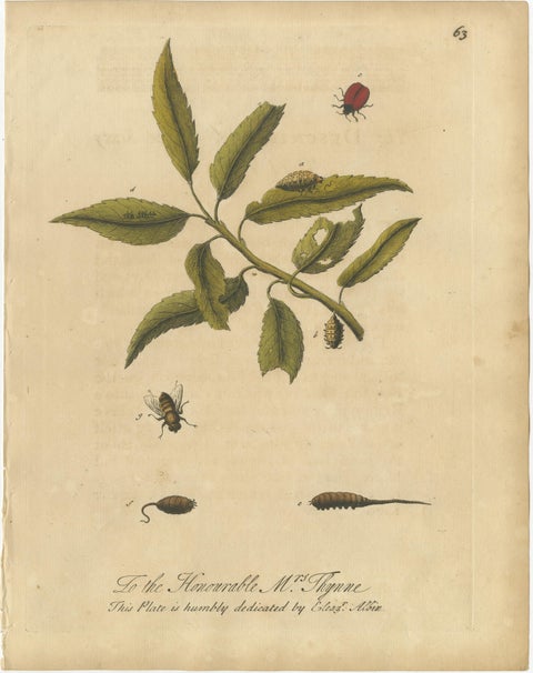 Antique Botanical Insect Engravings with Caterpillars and Ladybirds, Albin 1720, view 3