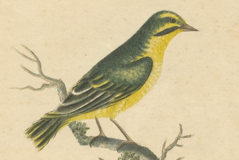 Late 18th-century Hand-Colored Copperplate Engraving of the Yellow Finch, 1794, close-up 3