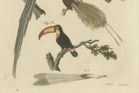 Original Antique Print of Toucan, Hornbill and Birds of Paradise, 1790, close-up 6