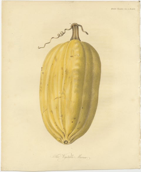 Antique Print of the Vegetable Marrow, view 2