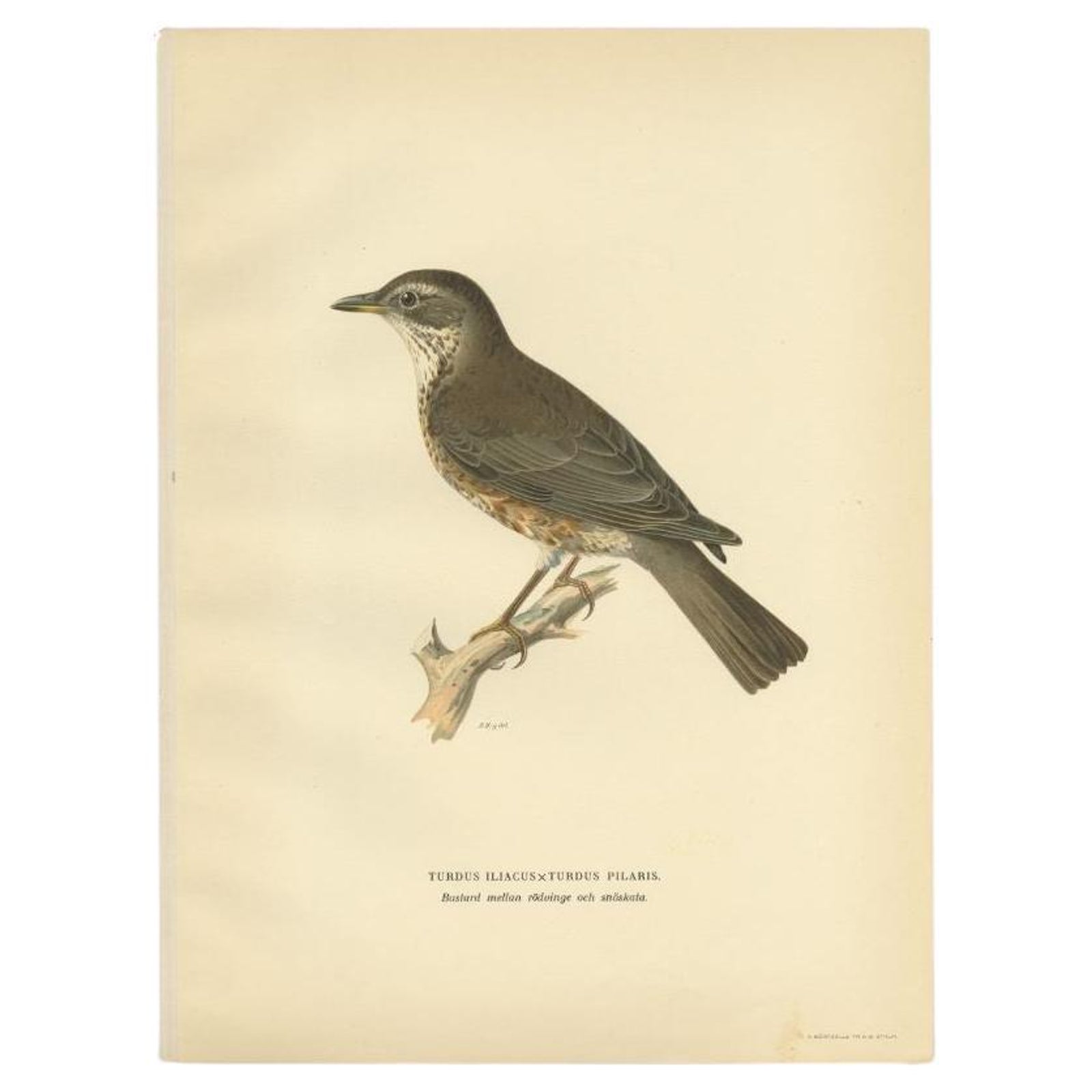 Antique Bird Print of the Hybrid of the Fieldfare and the Song Thrush, 1927
