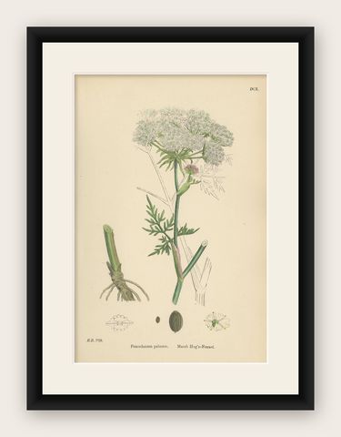 Antique Botany Print 'Marsh Hog's-Fennel' by J. Sowerby, circa 1860, shown framed