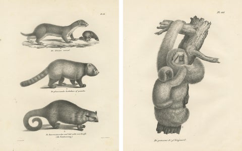Pair of Antique Zoological Engravings, Exotic Mammals, c.1830, view 4
