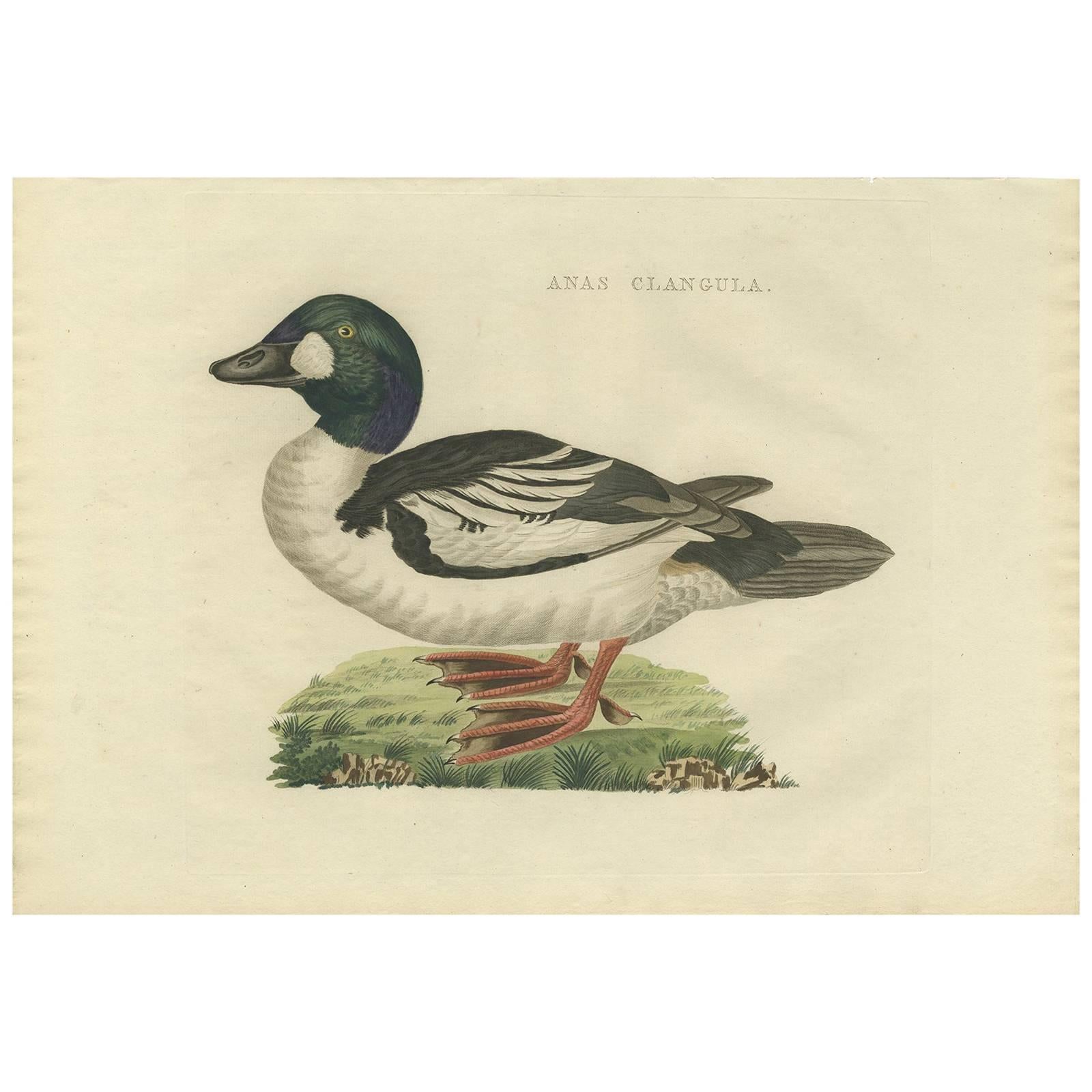 Common Goldeneye Duck, Antique Bird Engraving by Nozeman and Sepp, 1809