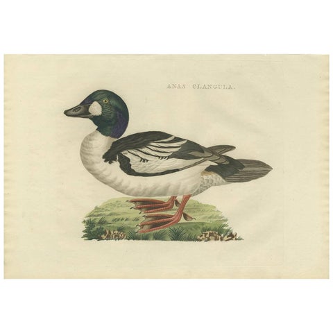 Common Goldeneye Duck, Antique Bird Engraving by Nozeman and Sepp, 1809