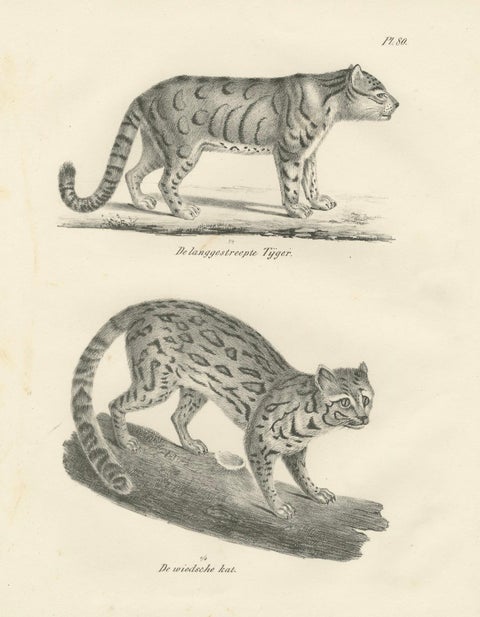 19th-Century Lithograph of the Long-Striped Tiger and Wild Asian Cat, close-up 5