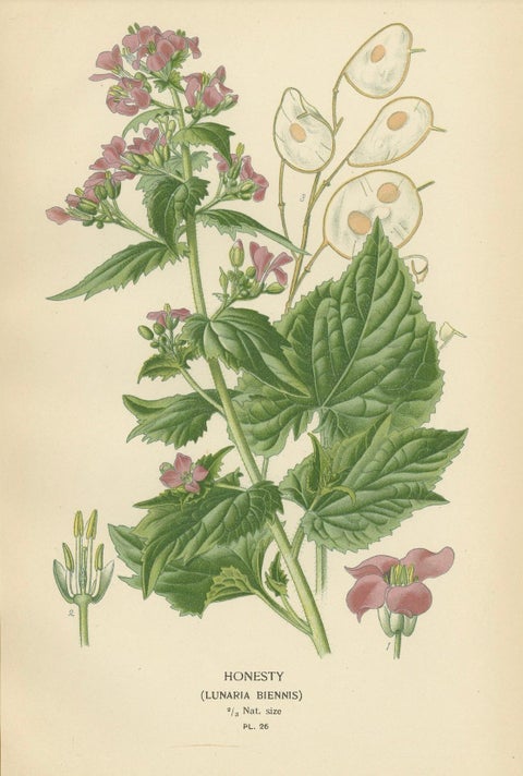 Verdant Vintage: A Triptych from Edward Step's Botanical Compendium, 1896, close-up 1
