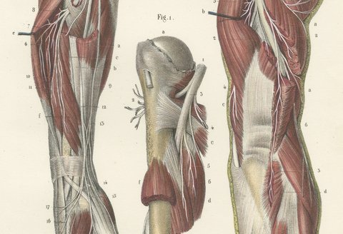 Nerves of the Shoulder and Elbow, Antique Hirschfeld Anatomy Print, 1866, view 4