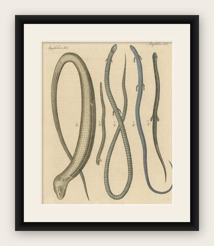 Antique Print of Various Amphibians Including the Sheltopusik, shown framed