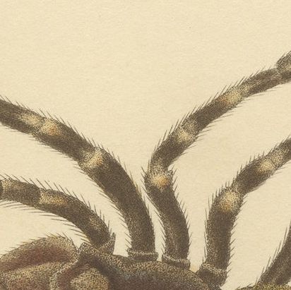 Antique Print of a Female Sri Lanka Ornamental Tiger Spider or Tarantula, 1833, close-up 4