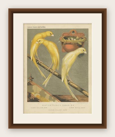 Antique Bird Print of the Scotch Fancy Canaries, Clear Yellow Hen and Others, shown framed