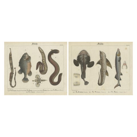 Antique Fish Prints, Engraved Plates of Rare Species, Hand-Colored, c.1821