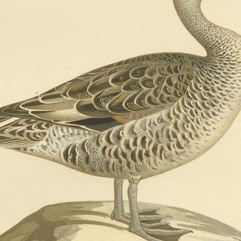 Antique Bird Print of the Northern Pintail 'in summer' by Von Wright '1929', close-up 2