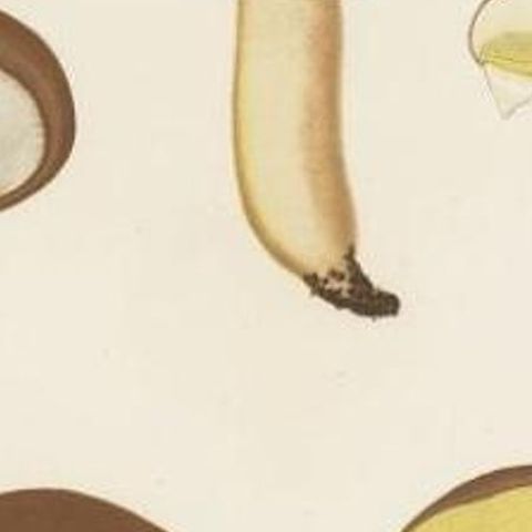 Antique Mycology Print of the Suillus Luteus, C.1860, close-up 2