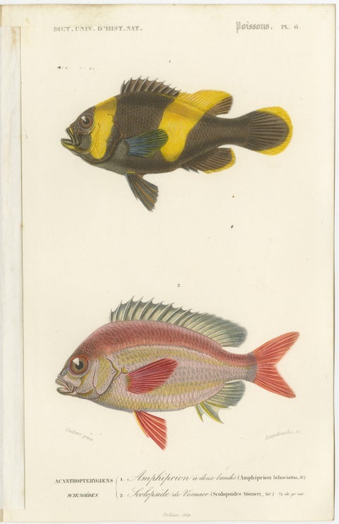 Set of 9 Antique Prints of Various Handcolored Fish Species, view 10