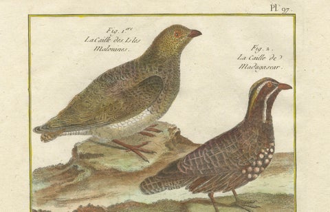 Hand-Colored Engraving of Global Quail Species from Histoire Naturelle, 1790, close-up 2