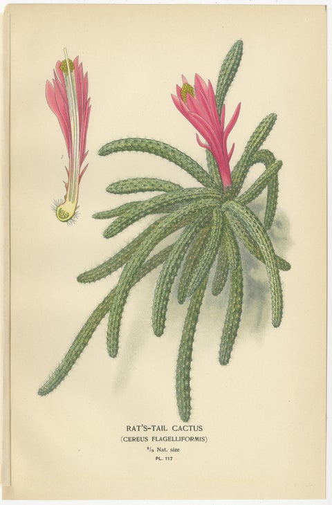Antique Prints: Tuberous Begonia, Mammillaria Cactus & Rat's-Tail Cactus, 1897, view 4