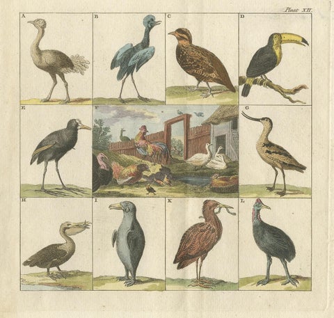 Antique Bird Print of an Ostrich, Toucan, Pelican and Other Birds, 1808, view 2